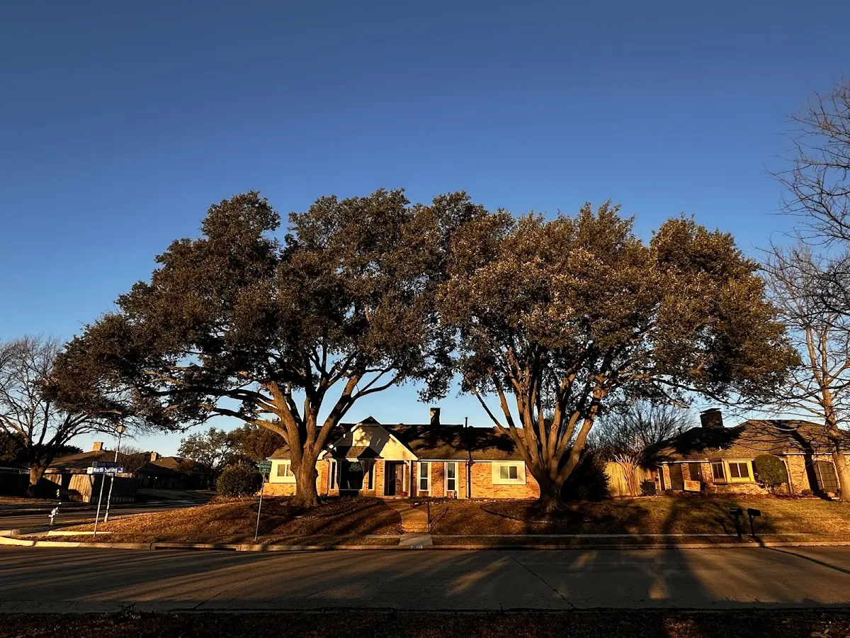 Established residential canopy tree shading a home in Kamuela